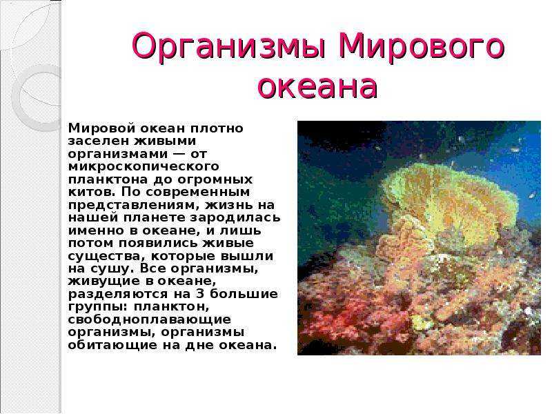 Группы морских организмов на дне океана. Организмы мирового океана. Живые организмы в Водах мирового океана. Организмы обитающие на дне мирового океана. Группы морских организмов.