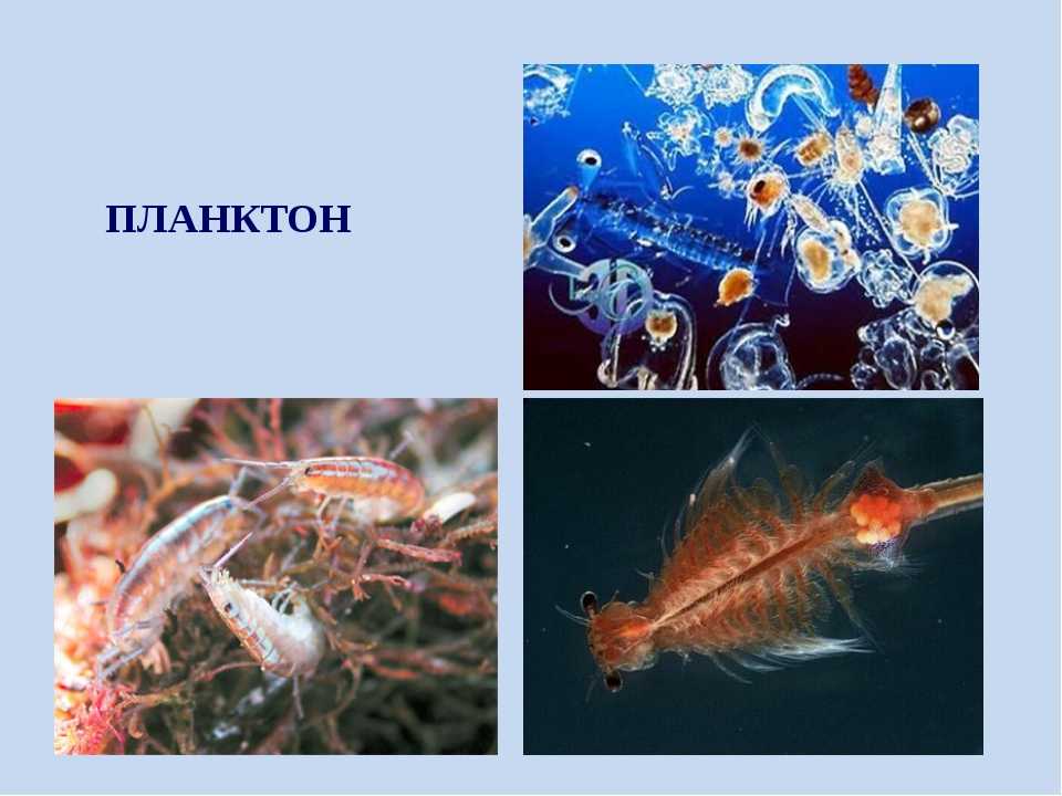 Для планктона вакансий нет | банковское обозрение