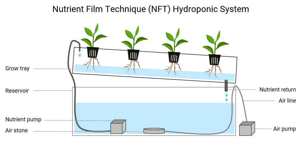 Nft как работает. NFT гидропоника. Аквапоника в древности. Растения для аквапоники названия. Идеи для NFT.