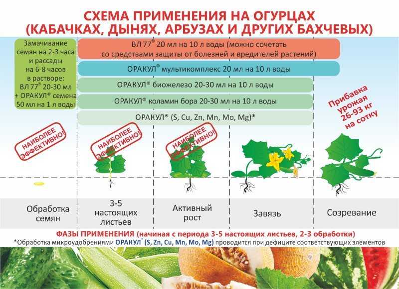 Ростов огурца. Стимулятор роста растений вл 77. Удобрения для бахчевых. Стадии роста огурцов. Этапы развития огурца.