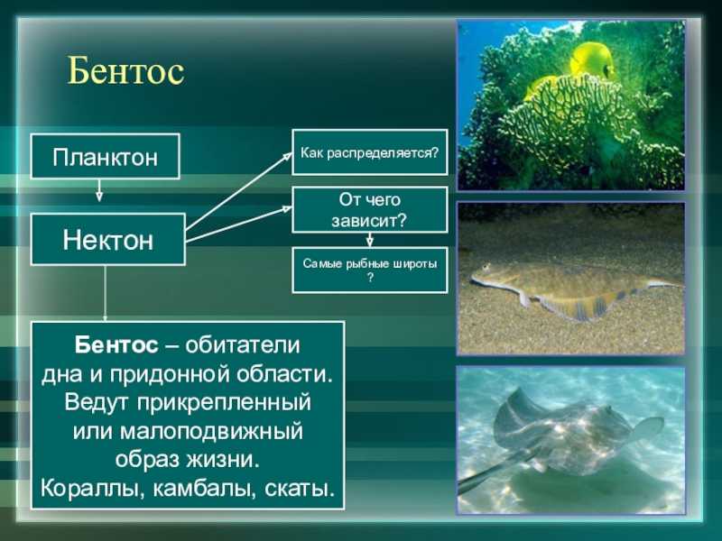 Приспособление живых организмов в океане. Планктон Нектон Нейстон. Планктон Нектон бентос. Экологические группы бентос. Обитатели планктона нектона и бентоса.