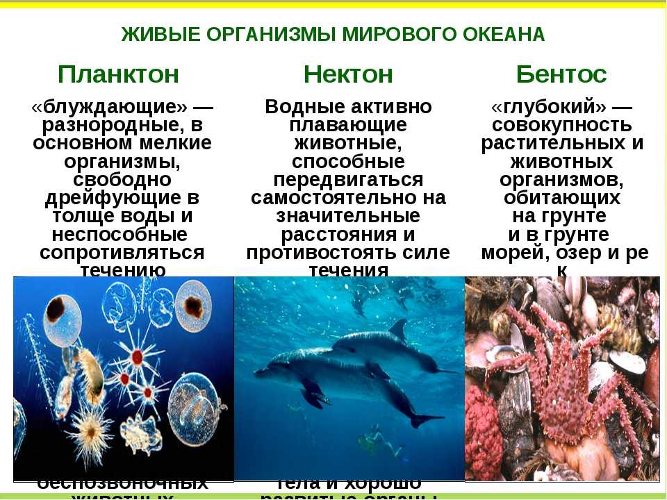 Офисный планктон